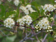 bittercherry (Prunus emarginata)
